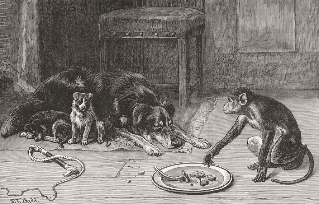 MONKEYS. Petty Larceny 1884 old antique vintage print picture